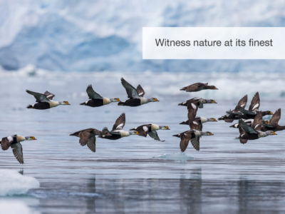 The Arctic Safari, FiveZero Safaris