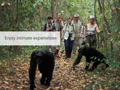 Chimp safari, chimpanzee safari, safari, Tanzania, FiveZero Safaris