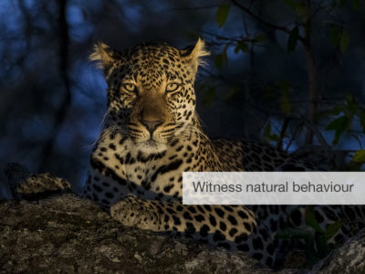 leopard safari, FiveZero Safaris