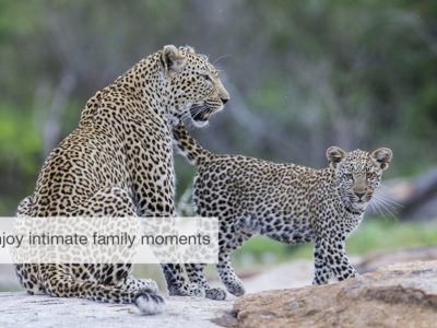 leopard safari, FiveZero Safaris
