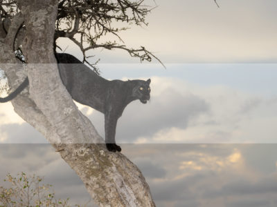 Permalink to The Black Leopard Safari in Kenya