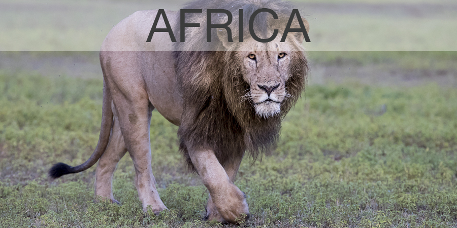 FiveZero Safaris, Lion, Africa Safari