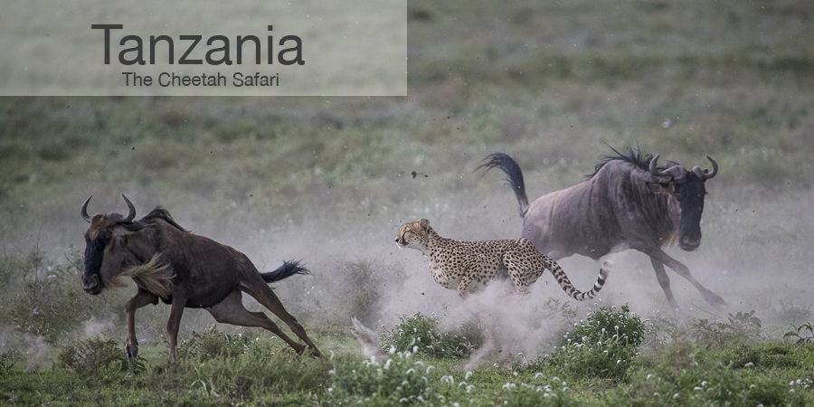 FiveZero Safaris, safari, africa, tanzania, cheetah