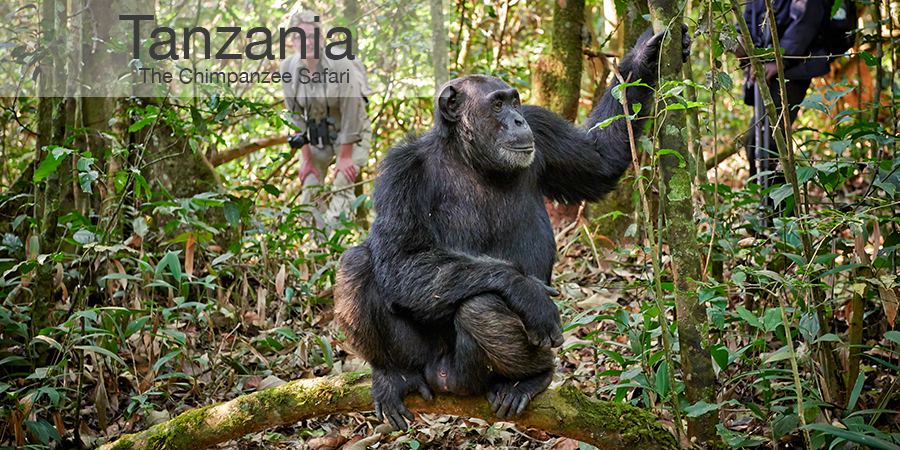 FiveZero Safaris, safari, africa, tanzania, chimpanzee