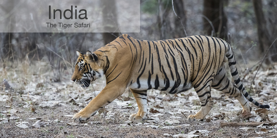 FiveZero Safaris, safari, India, tiger