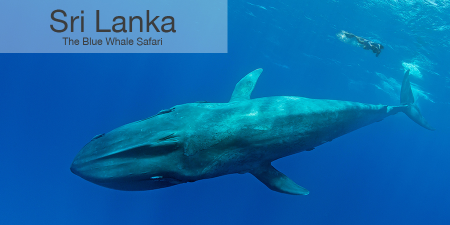 FiveZero Safaris, safari, Sri Lanka,blue whale, snorkel