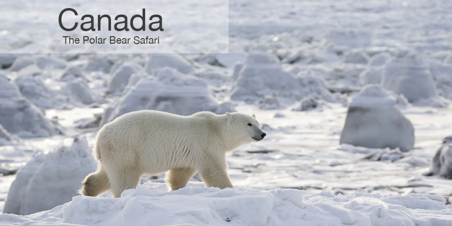 FiveZero Safaris, safari, Canada, polar bears