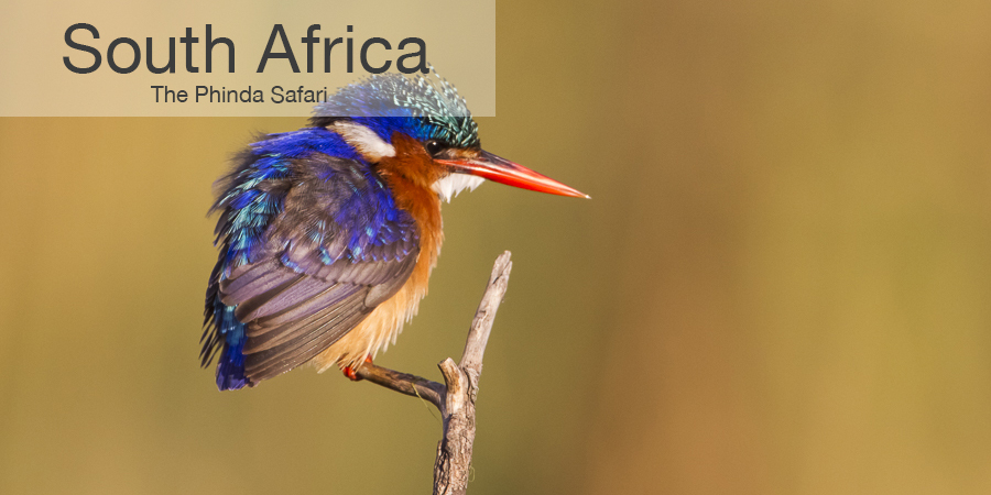 FiveZero Safaris, safari, africa, South Africa, malachite kingfisher, kingfisher, phinda