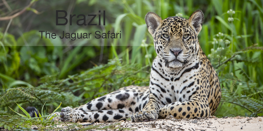 Jaguar Safari, FiveZero Safaris