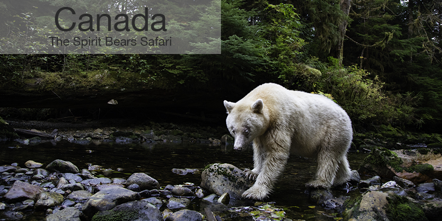 Spirit Bear Safari, FiveZero Safaris