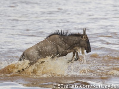 Leaping wildebeest