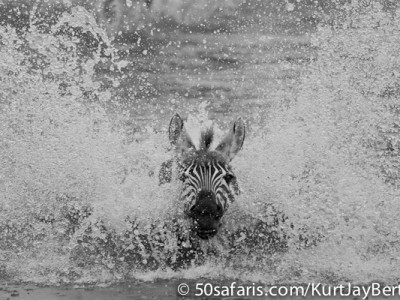 Splashing zebra