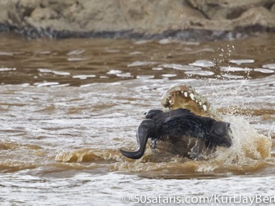 Another helpless victim, wildebeest and crocodile