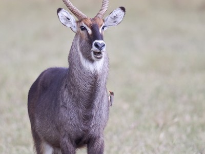 Defassa Waterbuck