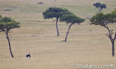 The Masai Mara