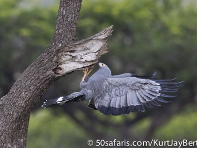 Hunting African Harrier Hawk