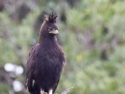 Long Crested Eagle