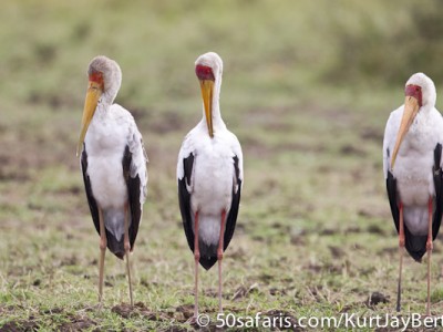 Yellow Billed Storks