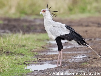 Secretary bird