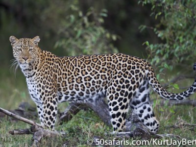 Posing leopard