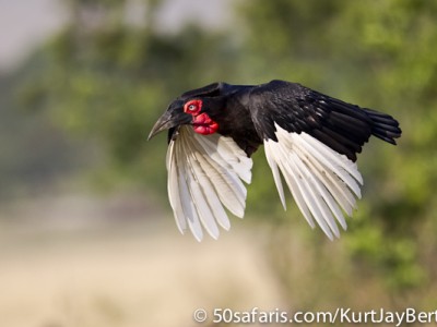 Flying ground hornbill