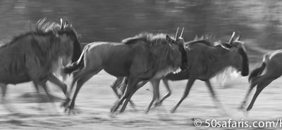 Galloping wildebeest