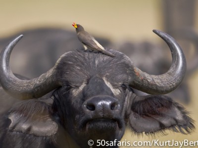 Buffalo with yellow billed oxpecker