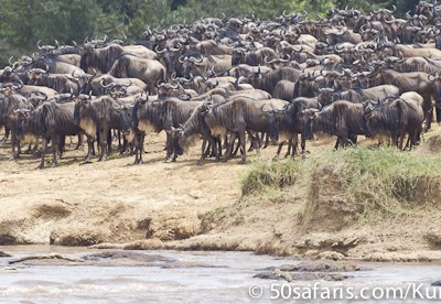 Waiting to cross, wildebeest at the Mara River