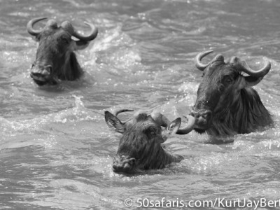 Swimming wildebeest