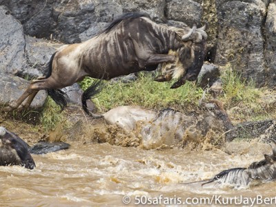 Through the rocks, a wildebeest jumping into the Mara river
