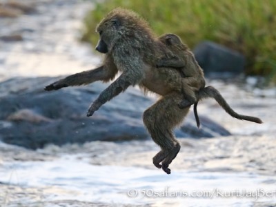 Leaping baboon, kurt jay bertels, migration, photo safari