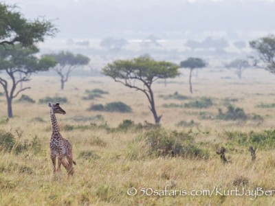 Baby giraffe