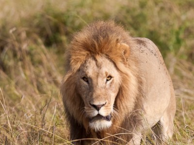Lion in the Mara