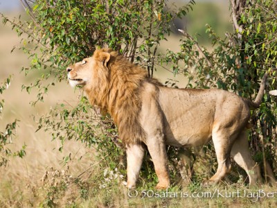 Scent marking lion, Kenya, Kurt Jay Bertels, migration
