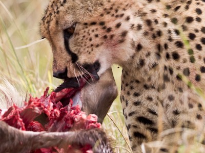 Cheetah feeding on a wildebeest