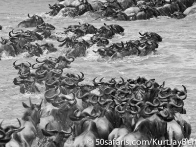 Crossing wildebeest