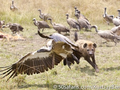 Selfish hyaena