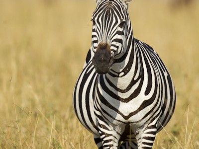 Zebra portrait