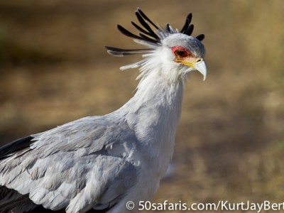 Secretary Bird hunting