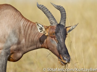 Topi feeding