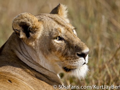 Lioness portrait