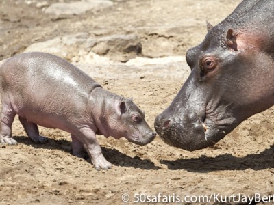 Tender touch - hippo and baby