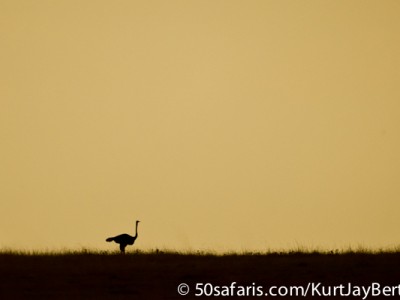 Solitary ostrich