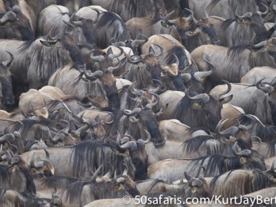 Gathering wildebeest