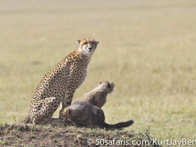 Cheetah family