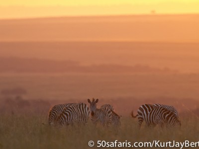 Last light zebra