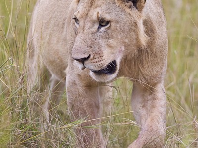 Walking the Mara