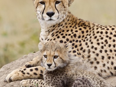 Classic cheetah portrait