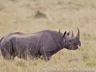 Black rhino