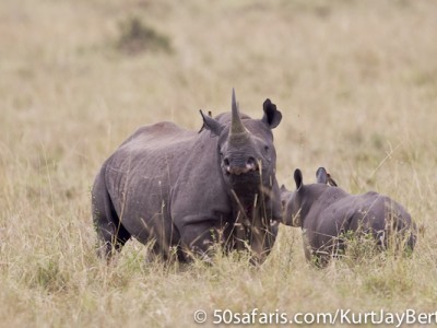 Black rhino and calf